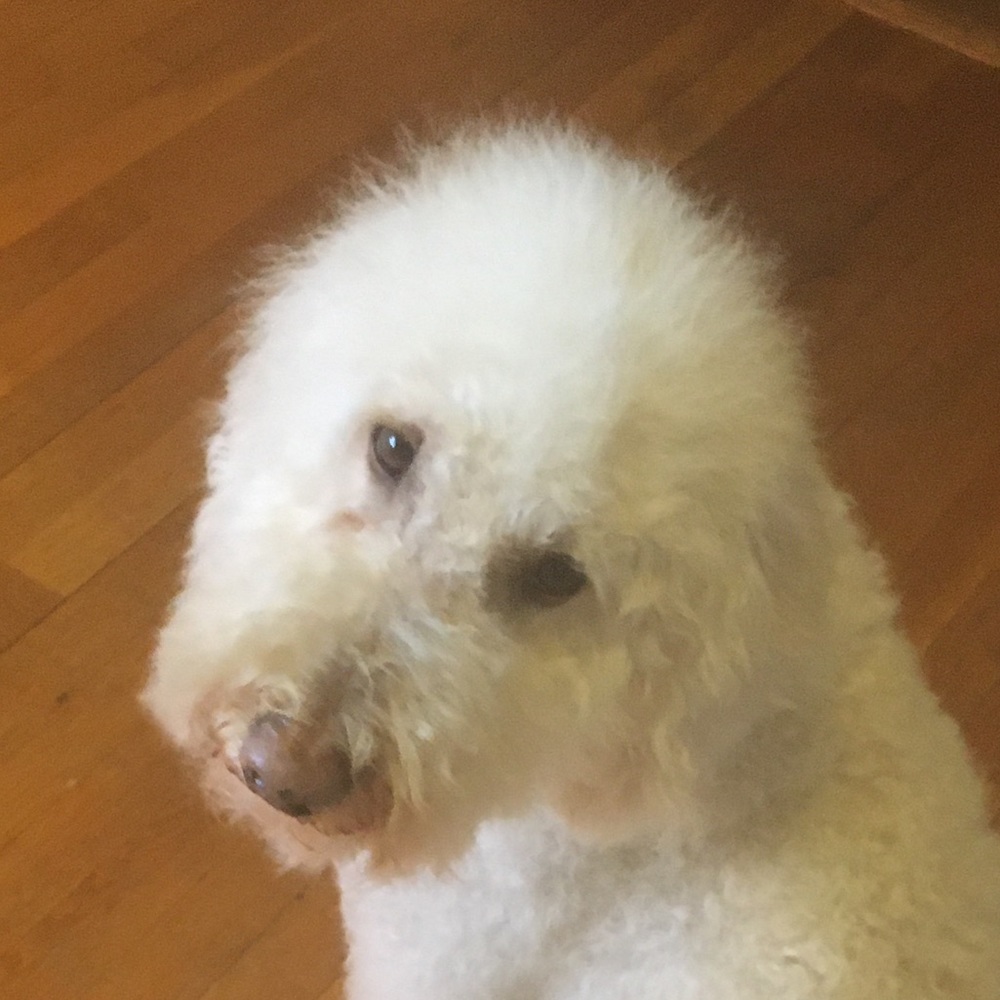 Meet your Posher, El